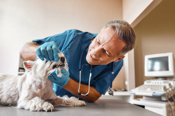 Best 24-Hour Emergency Dentist  in Hallettsville, TX